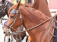 Peruvian Digest - Peruvian Paso Horse